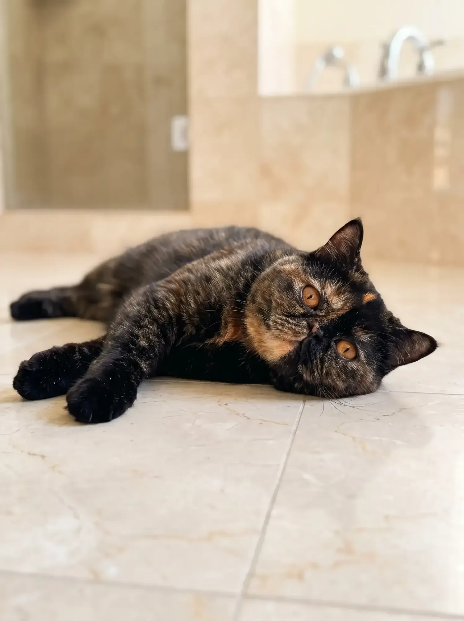 Exotic Shorthair, a tortoiseshell adult stretched out on cool marble bathroom tiles