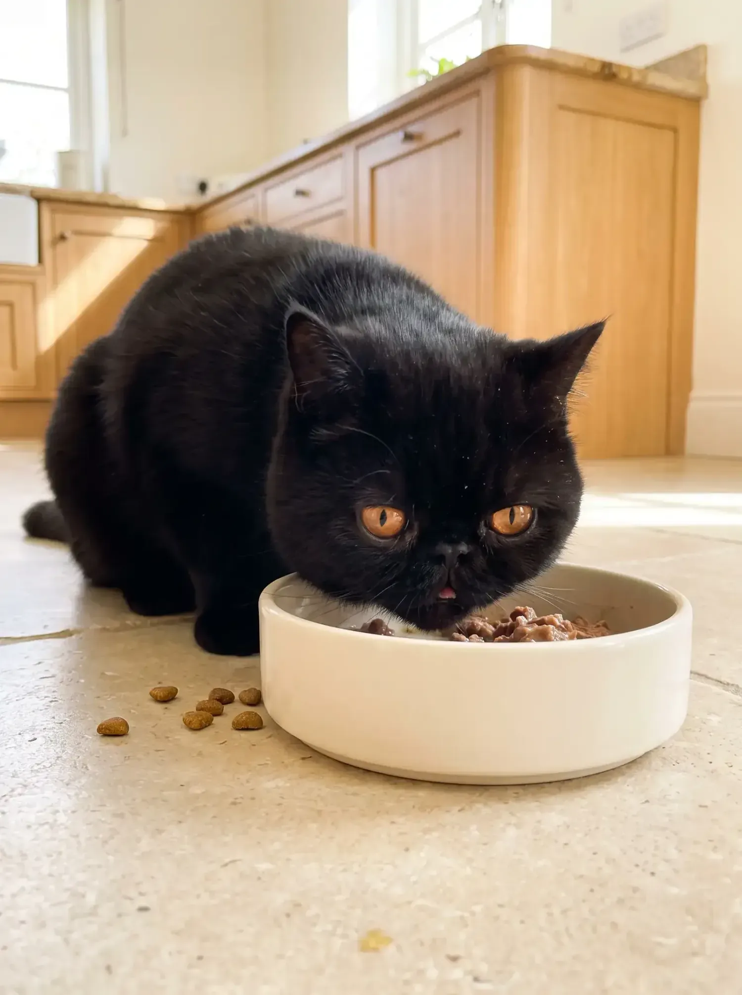Exotic Shorthair, a black adult eating from a wide ceramic dish on a kitchen floor, kibble beside it