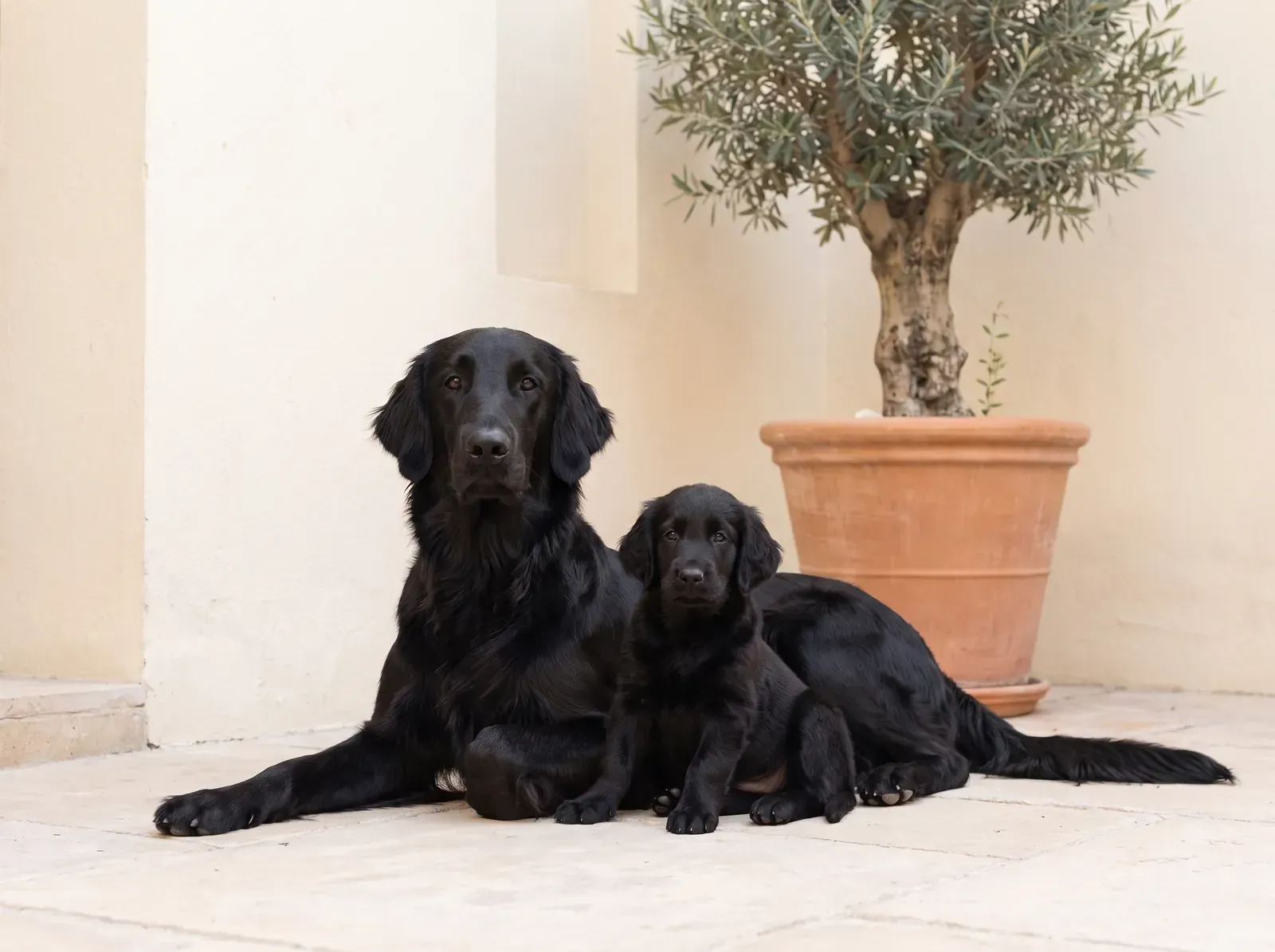 Flat-Coated Retriever, a black mother lying beside a puppy in a cream courtyard by a potted olive tree