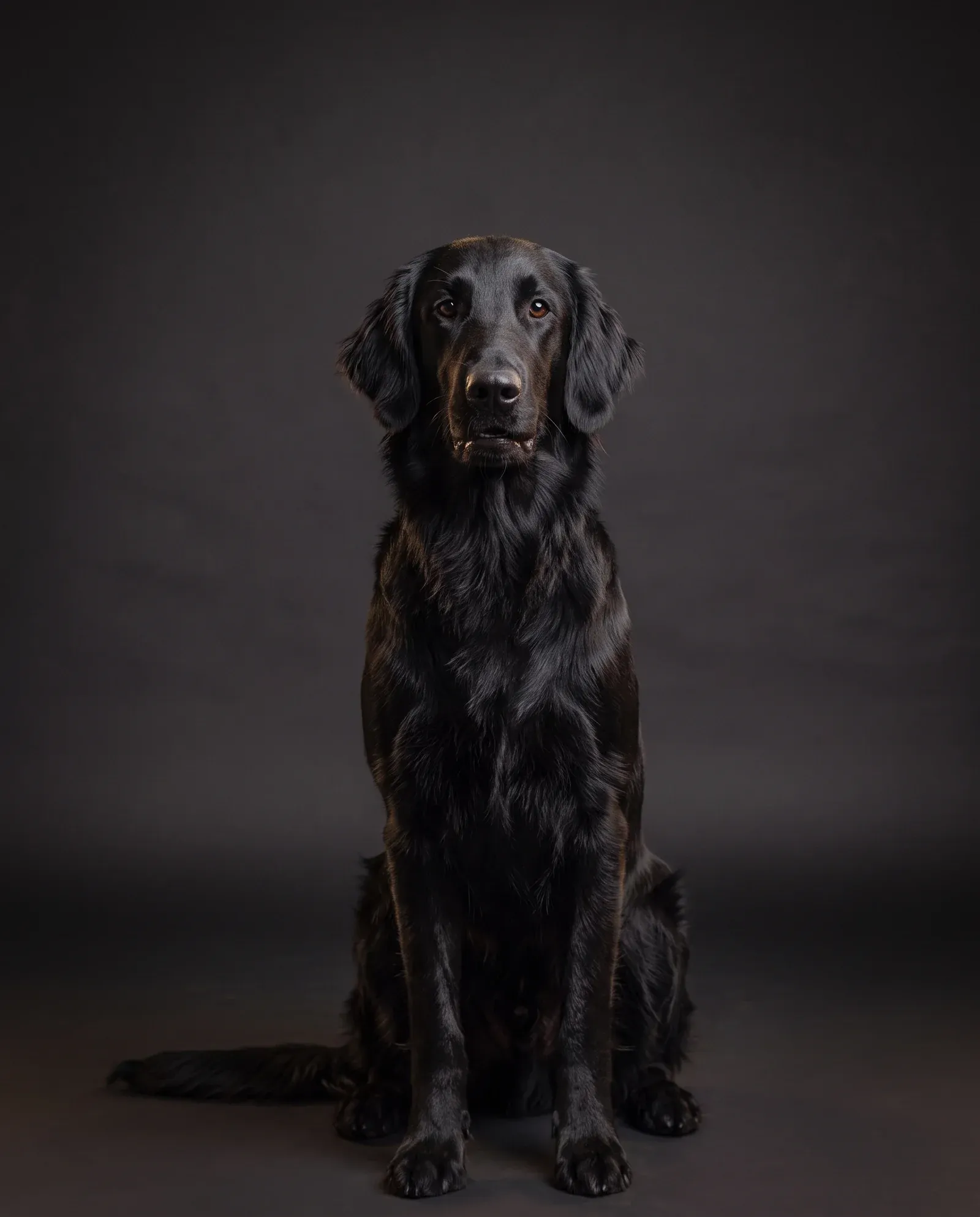 Flat-Coated Retriever in Dubai, studio portrait of a calm black adult sitting