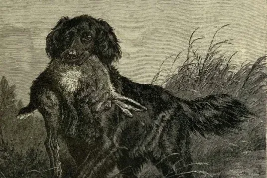Flat-Coated Retriever history, a black retriever carrying a hare through long grass, an engraving, Britain, 1881