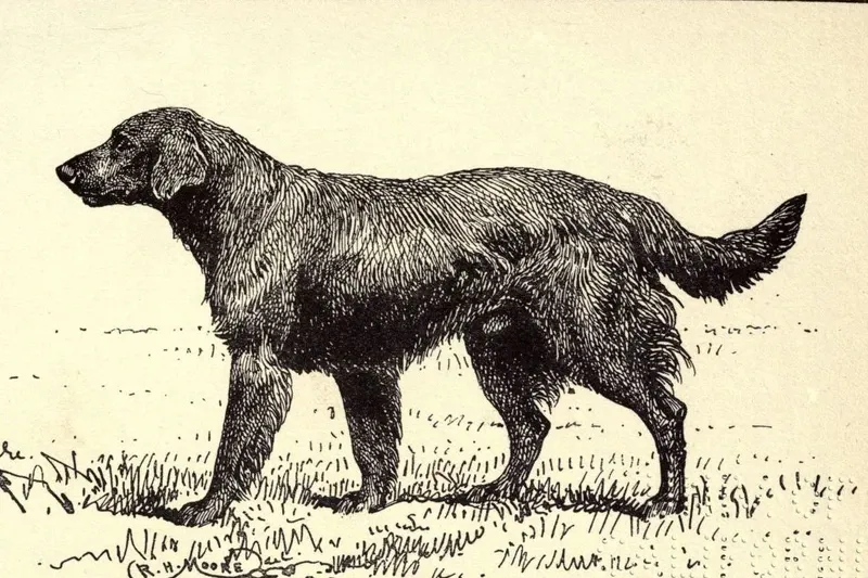 Flat-Coated Retriever history, Ch. Right Away, owned by S. E. Shirley, standing on open ground, a drawing, Britain, 1900