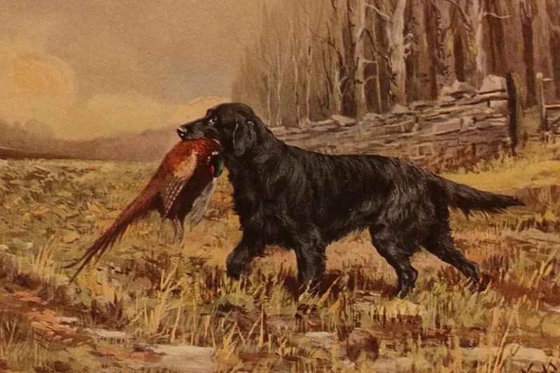 Flat-Coated Retriever history, a black Flat-Coat carrying a pheasant across a winter field, a painting, Britain, 1931