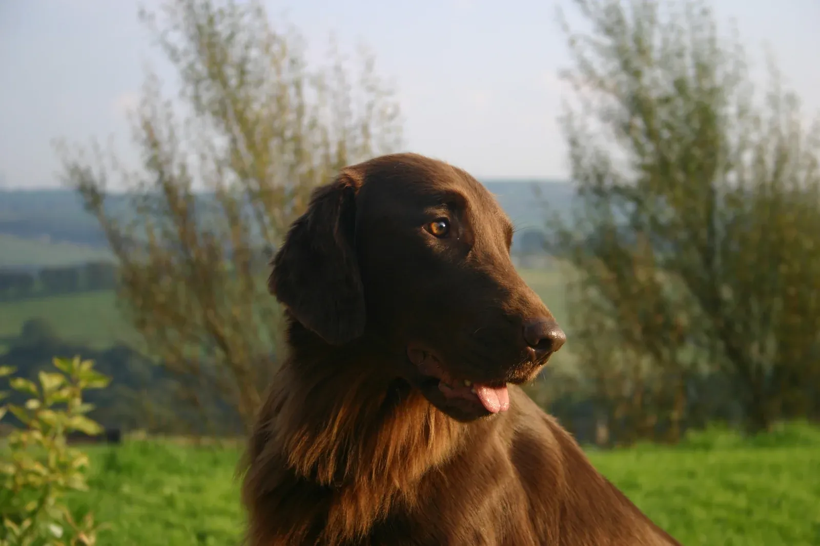 Flat-Coated Retriever history, the head of a liver Flat-Coat against green fields in evening light, a photograph, 2008