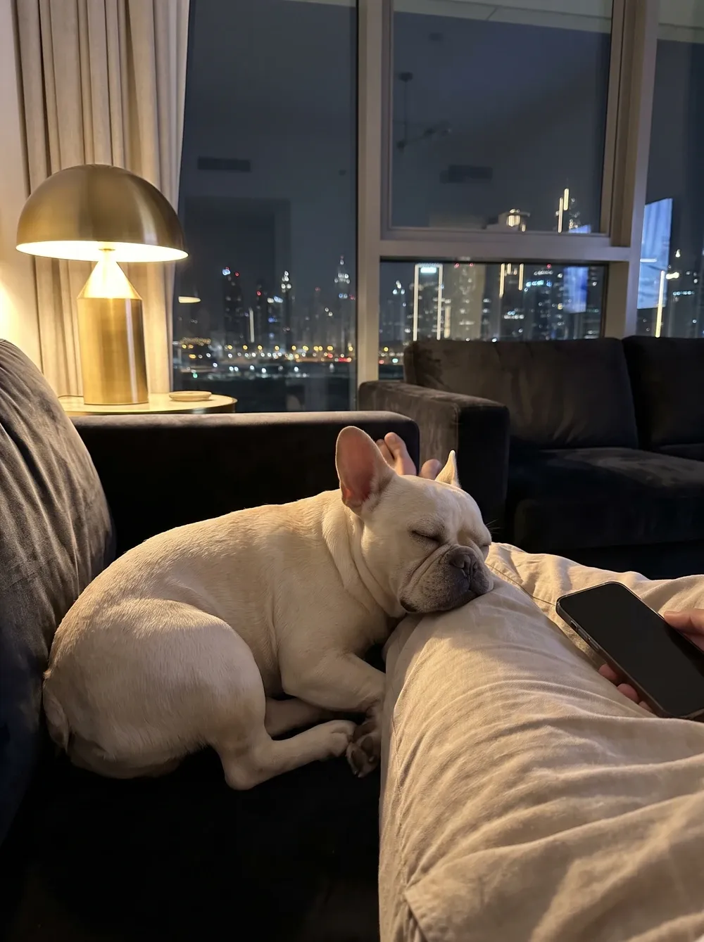 French Bulldog in Dubai, a cream adult asleep against a pet parent's leg on a dark sofa at night, city lights behind