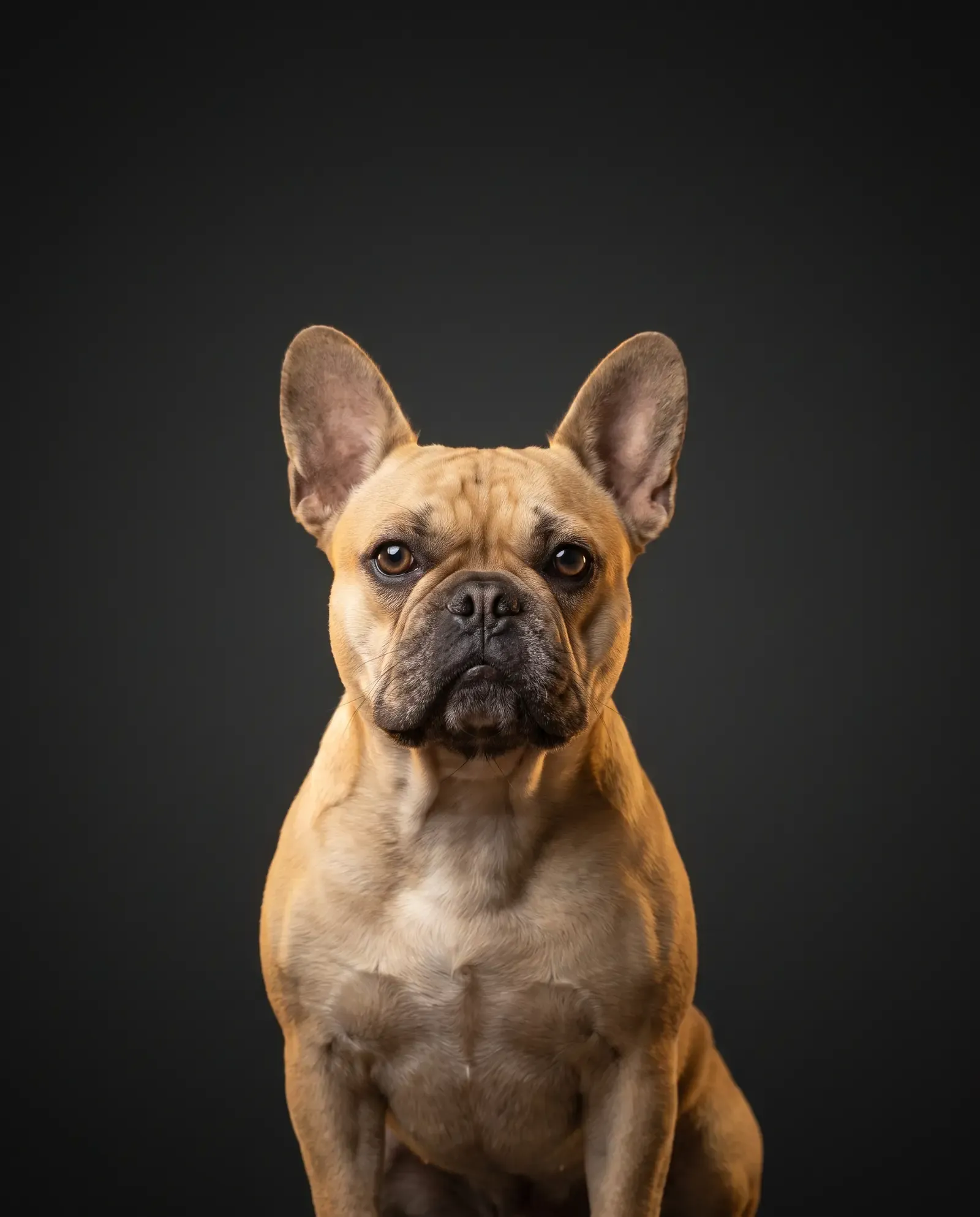 French Bulldog in Dubai, studio portrait of a fawn adult sitting calmly against a dark background