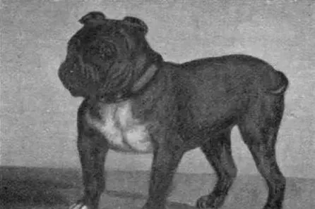 French Bulldog history, Little Knot, a toy bulldog champion, in a British dog book, 1903