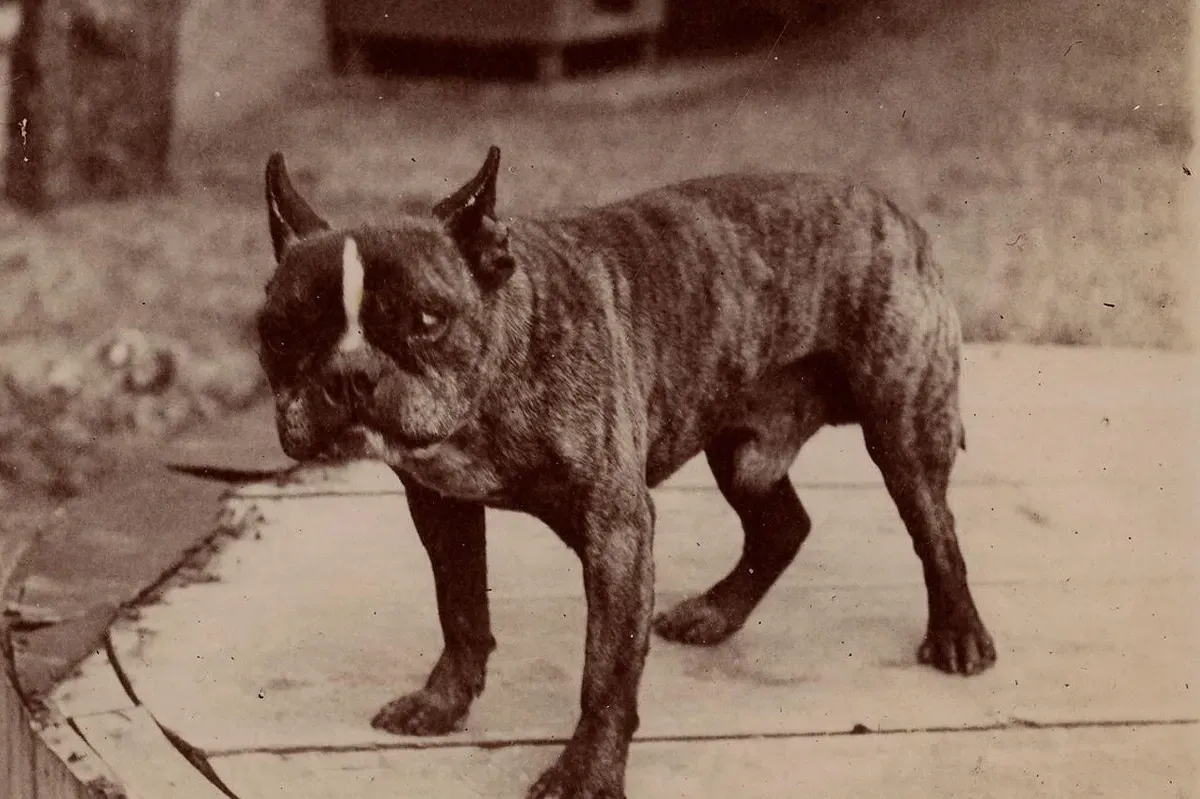 French Bulldog history, Voriot, a brindle bat-eared bulldog, photographed by Émile Zola, Paris, around 1895 to 1900