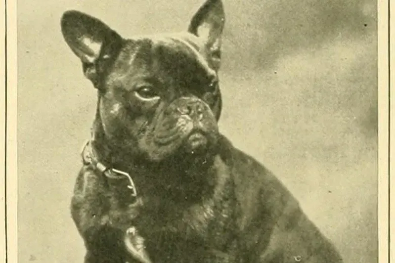 French Bulldog history, Ch. Stanmore Argus, a bat-eared dog, in The New Book of the Dog, 1911