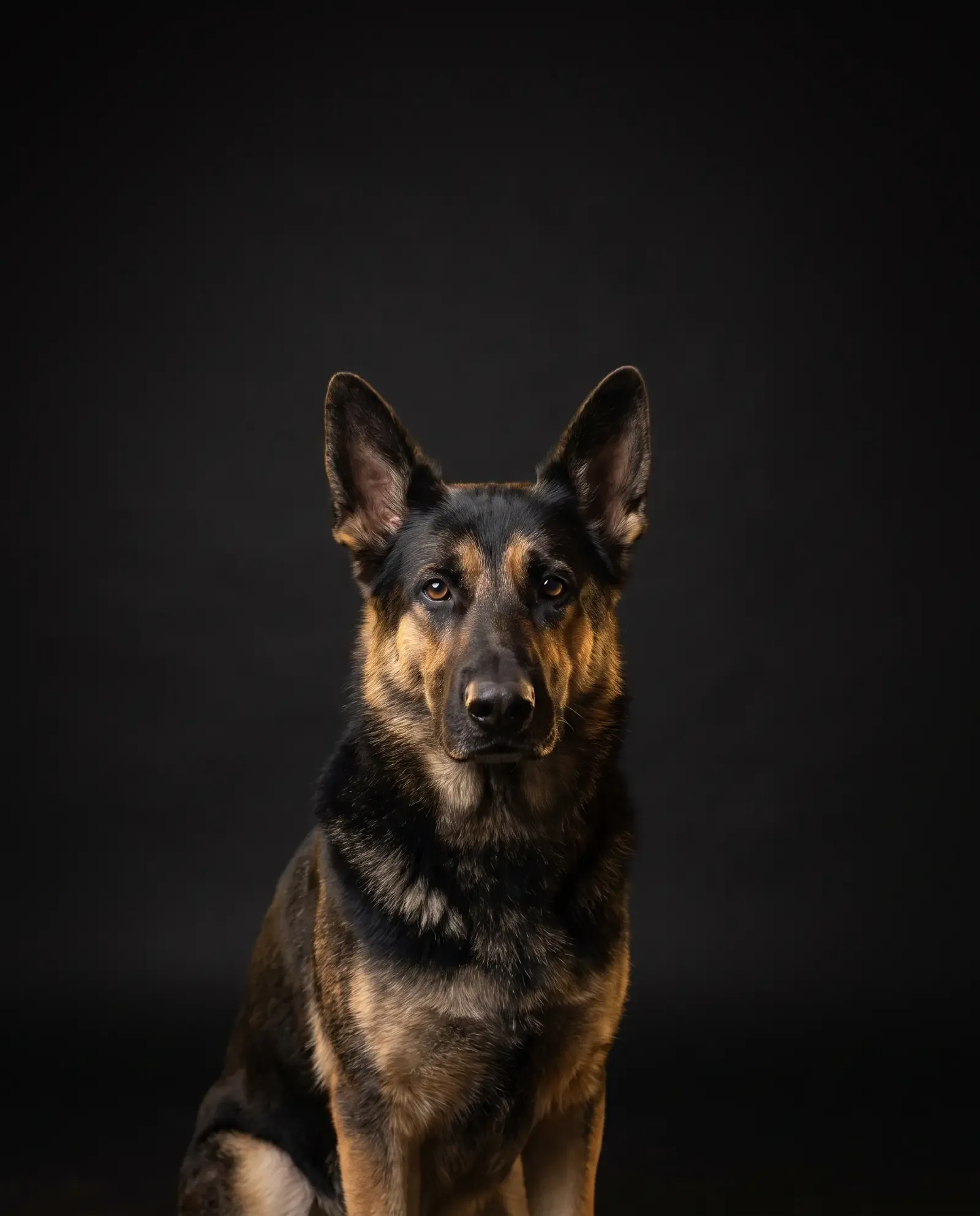 German Shepherd Dog in Dubai, studio portrait of a black and tan adult sitting calmly against a dark background