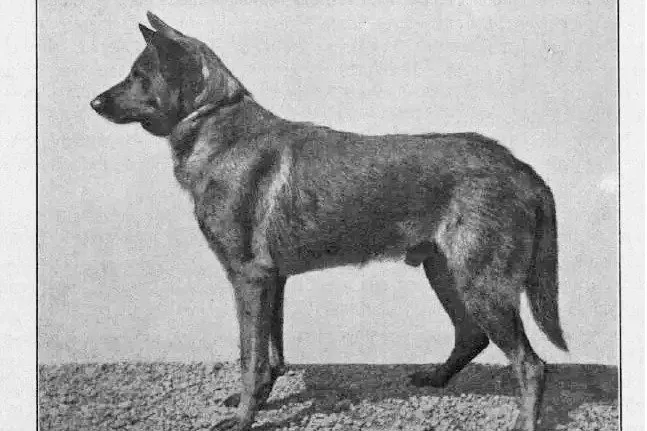 German Shepherd Dog history, Horand von Grafrath, the first registered dog, standing side-on, 1910