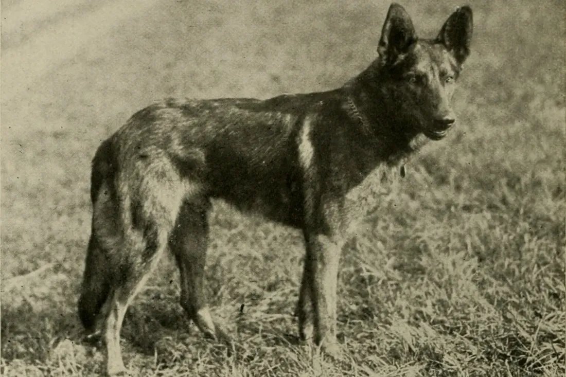German Shepherd Dog history, an early adult standing in a field, from a German breed book, 1921