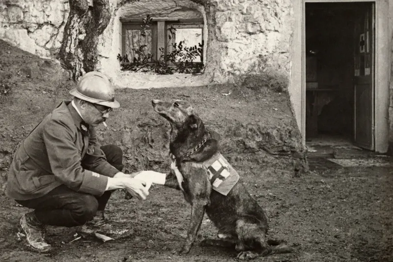 German Shepherd Dog history, a soldier bandaging a Red Cross dog's paw, Belgian trenches, 1917