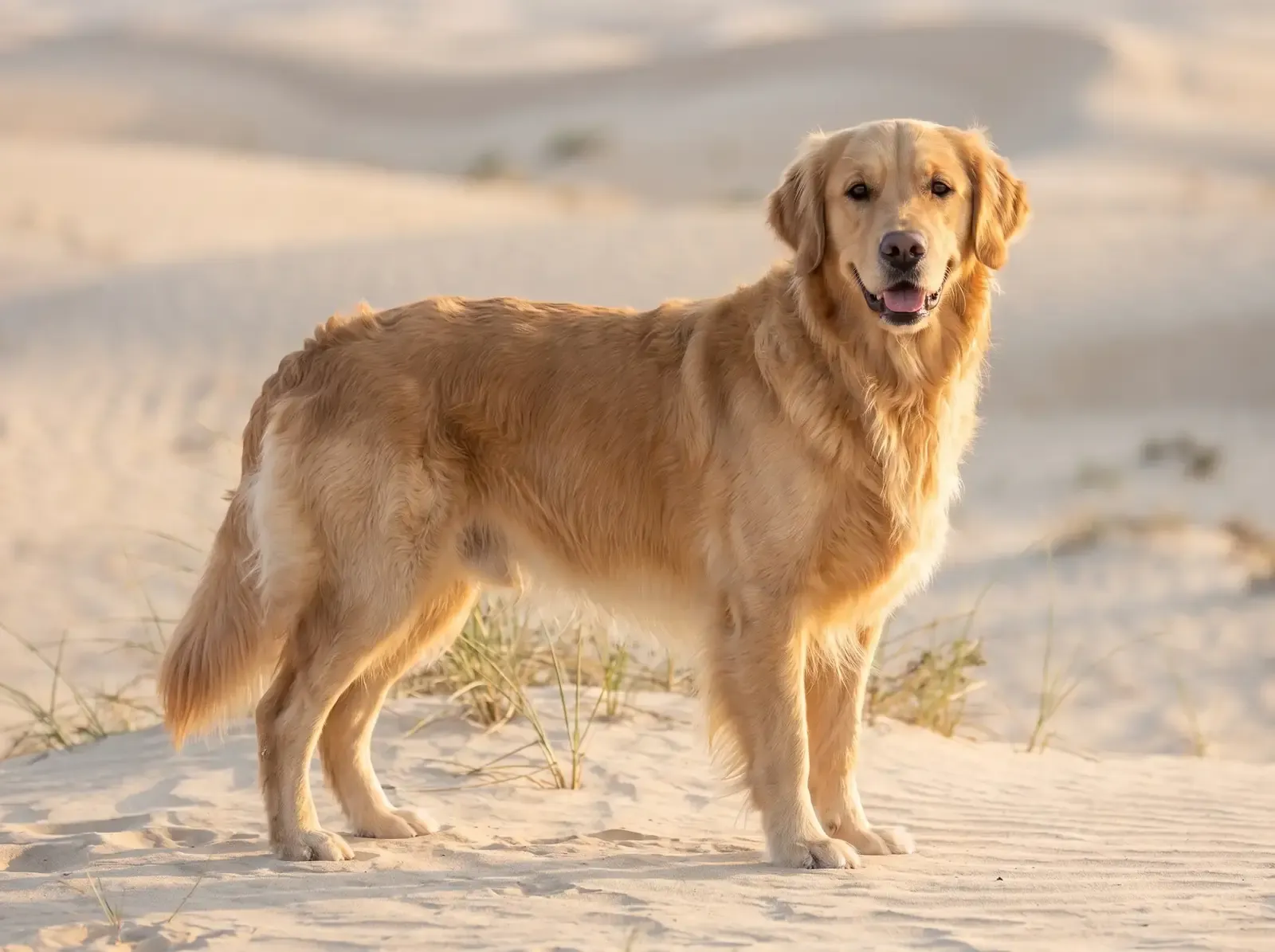 Golden Retriever in Dubai, an adult standing on pale desert sand in late afternoon light