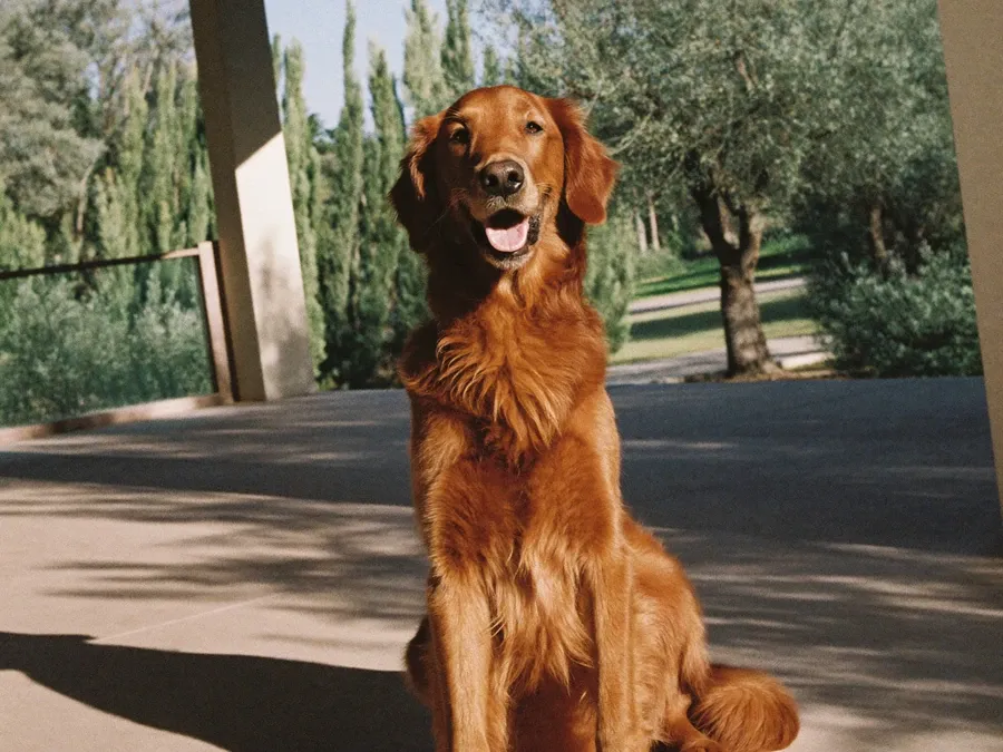 Golden Retriever, a red-gold adult sitting on a shaded villa terrace