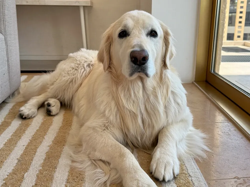 Golden Retriever, a pale cream adult lying on a striped rug by a sunny window