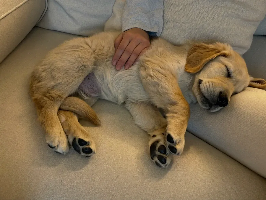 Golden Retriever, a puppy asleep in a pet parent's lap on the sofa