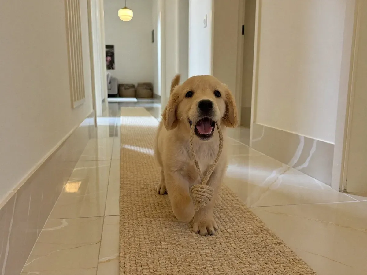 Golden Retriever, a puppy trotting along a runner in a marble hallway