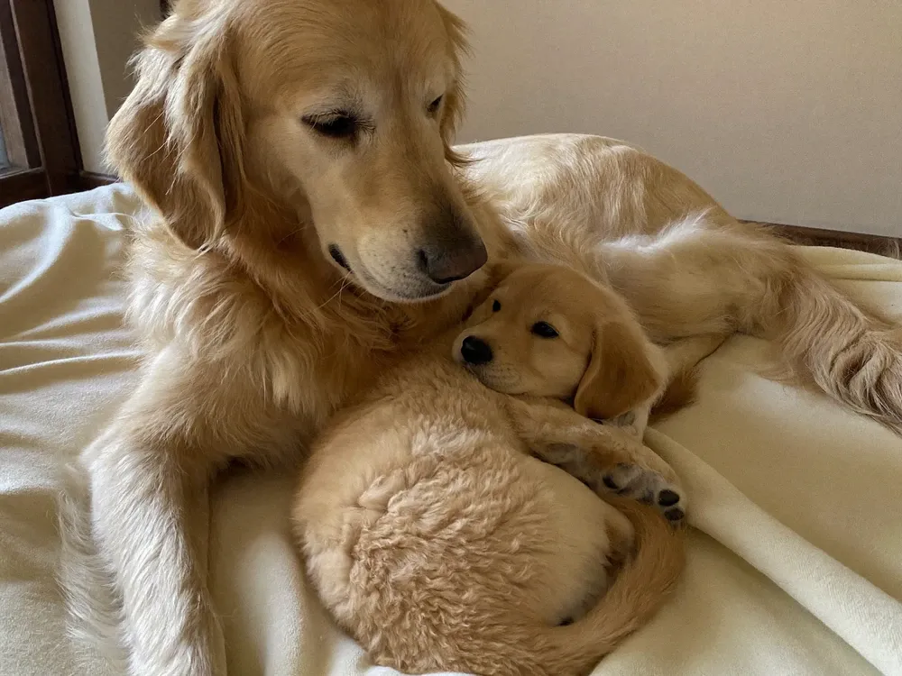 Golden Retriever, a mother curled around a sleeping puppy on a cream blanket