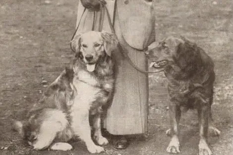 Golden Retriever history, Normanby Sandy and Normanby Balfour with Mrs Winifred Charlesworth, around the 1910s