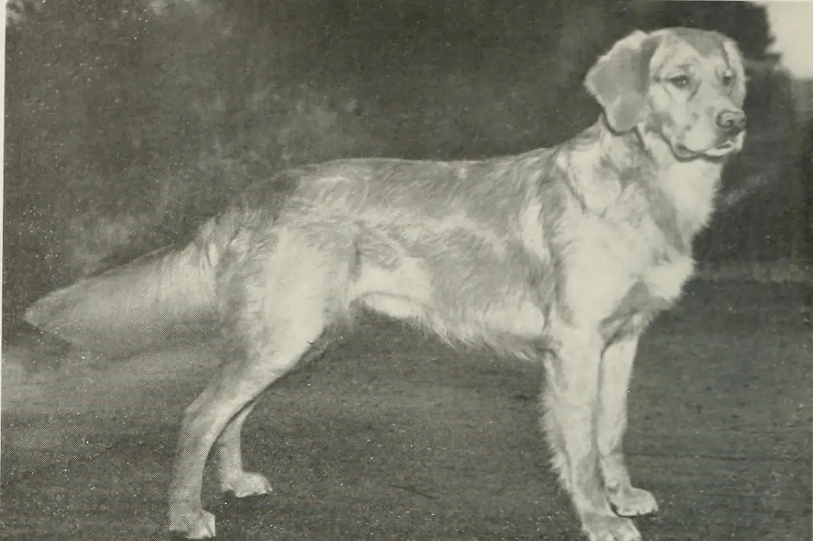 Golden Retriever history, an adult standing in profile, from a book on gundogs, Illinois, 1948