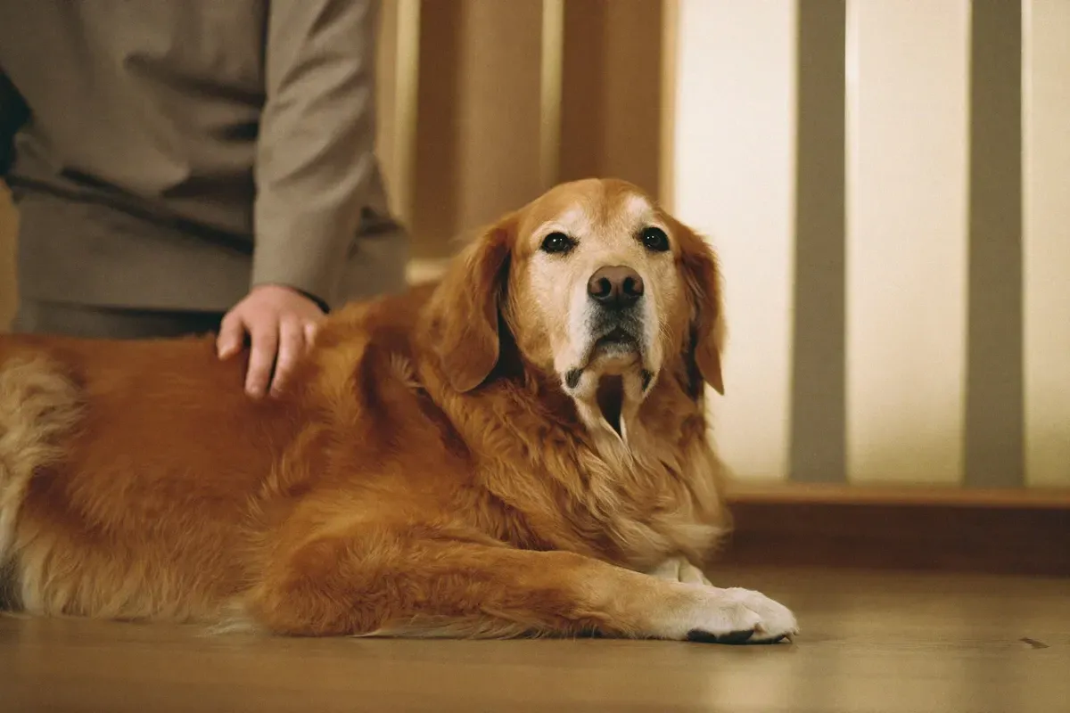 Golden Retriever history, an older red-gold dog lying on a clinic floor, a hand on the dog's back, 2012 onwards