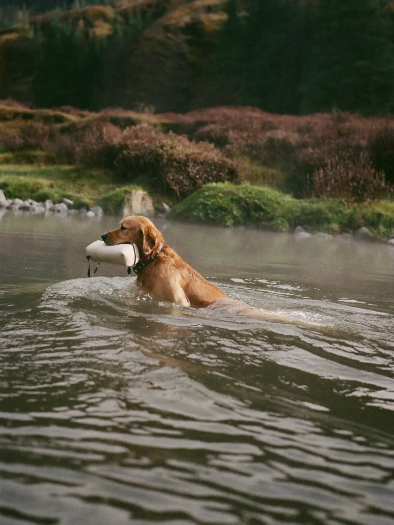 Golden Retriever, an adult swimming across a river past heather with a training dummy
