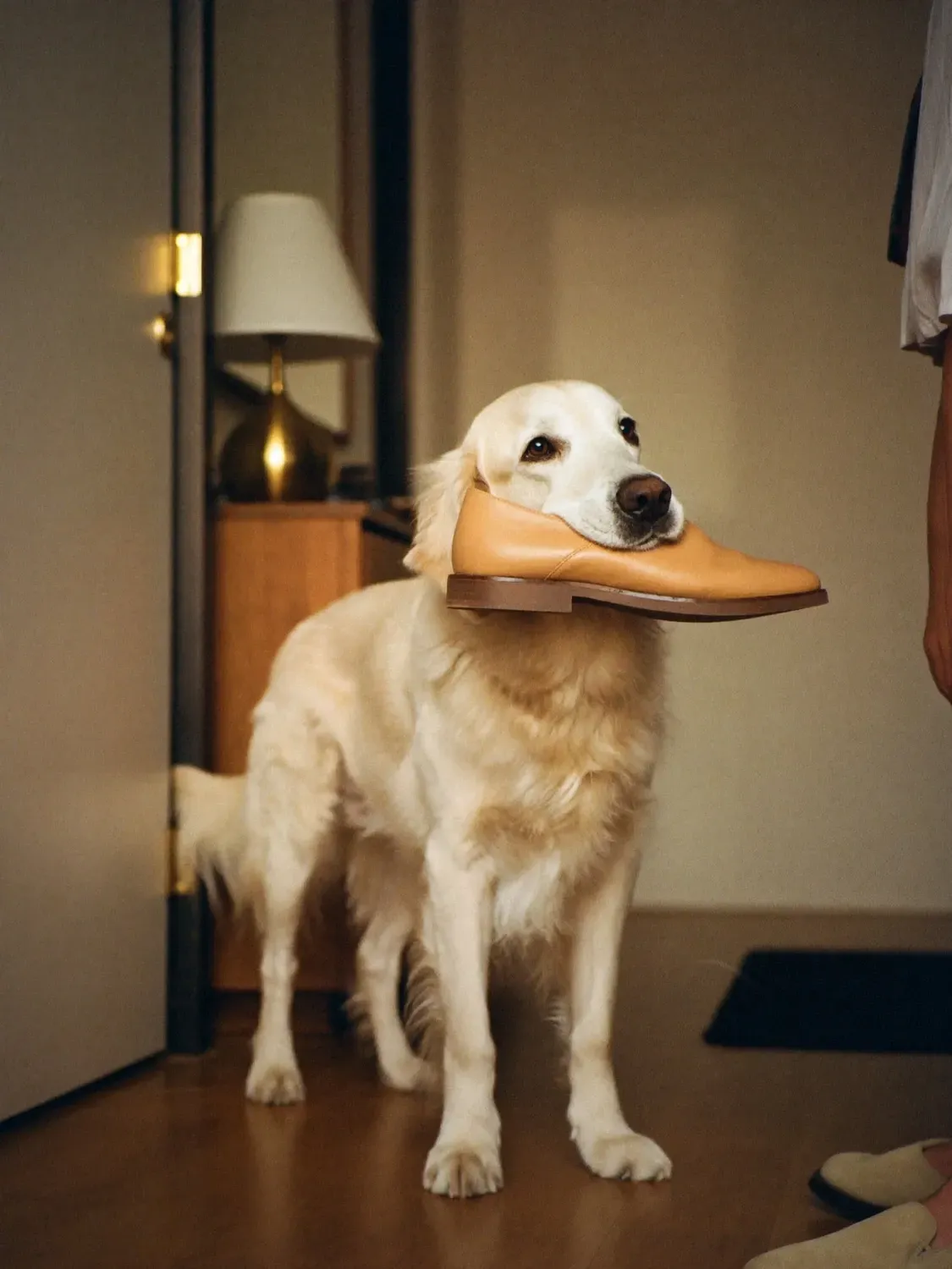 Golden Retriever, a cream adult at the front door of a flat holding a shoe