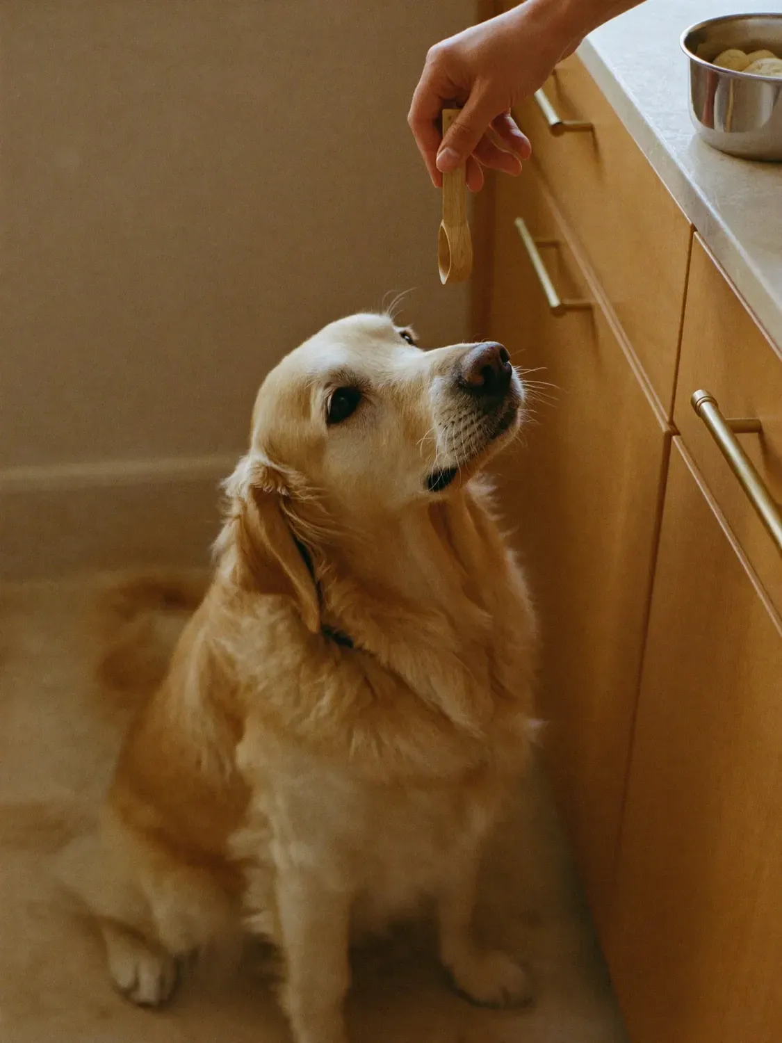 Golden Retriever, an adult sitting on a kitchen floor, looking up at a hand holding a food scoop
