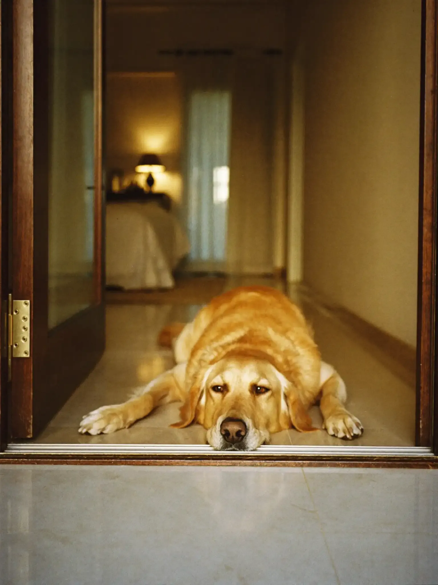 Golden Retriever, an adult lying across a doorway on a marble floor