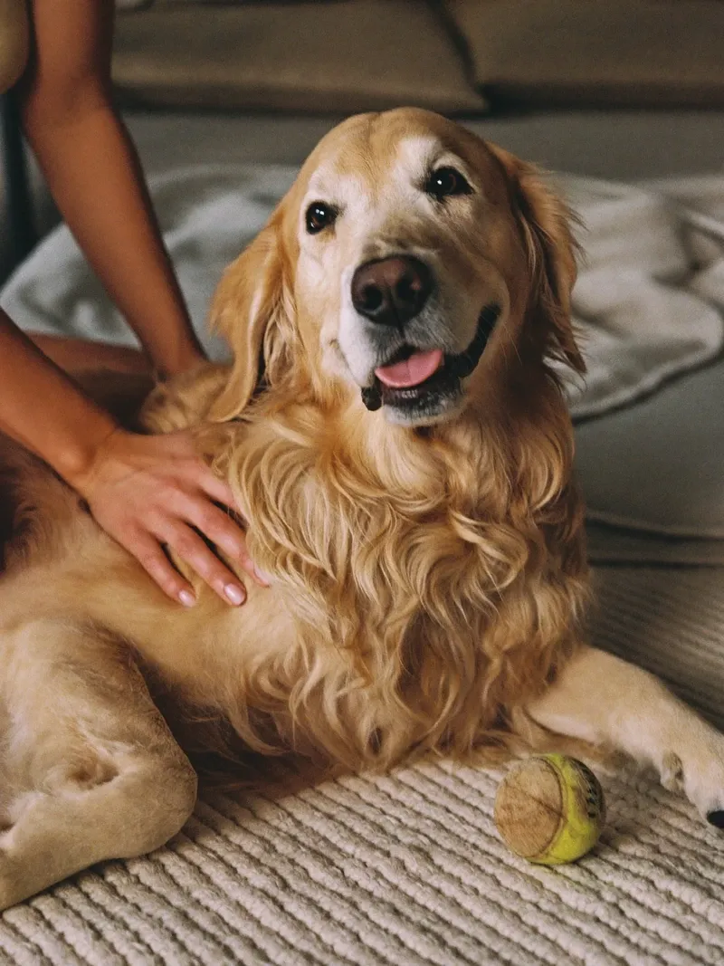 Golden Retriever, a pet parent's hands resting in the thick coat of a relaxed adult on a rug