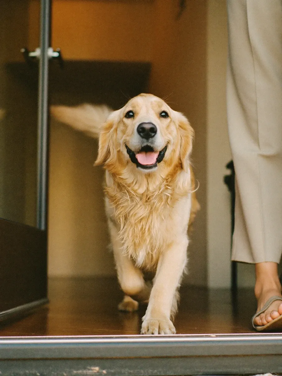 Golden Retriever, an adult bounding to the front door to greet a guest