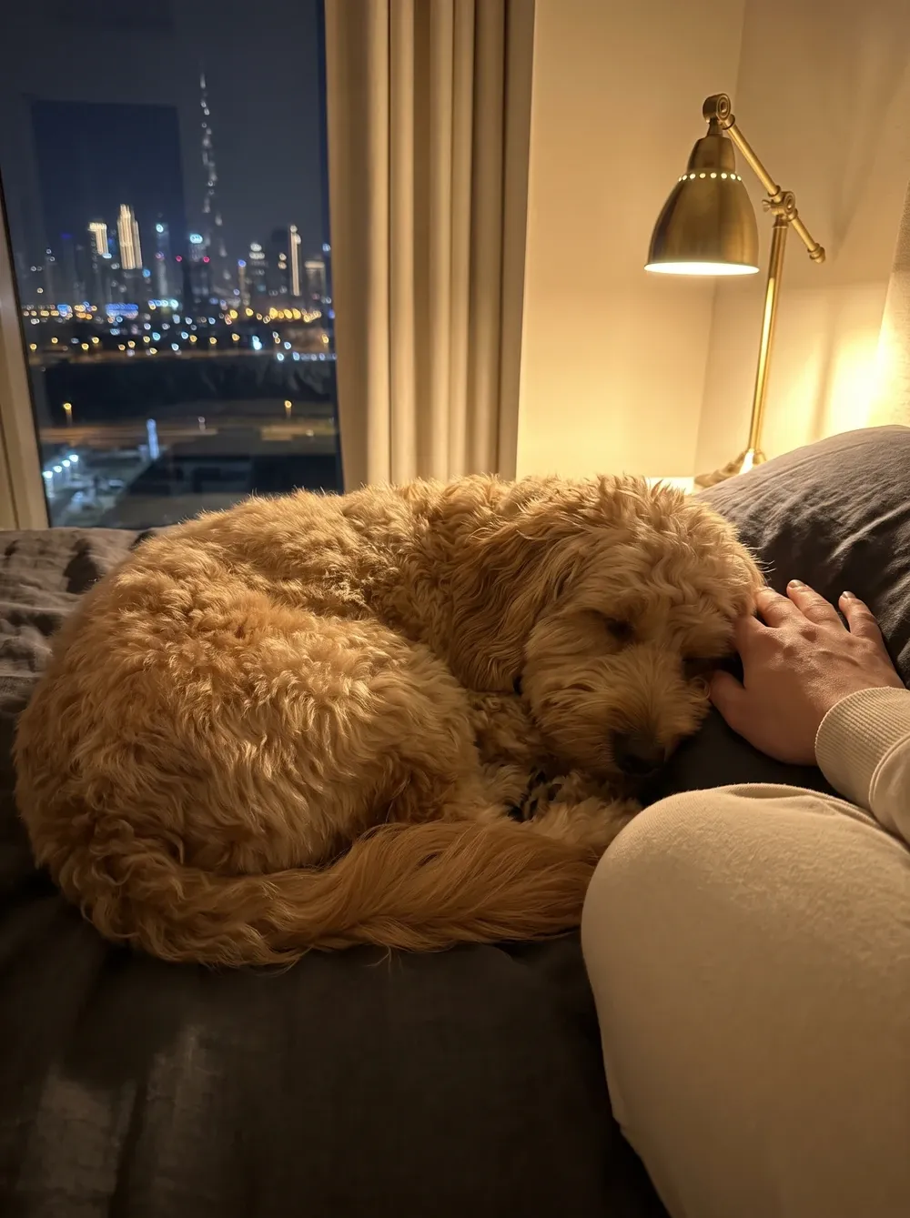 Goldendoodle in Dubai, an apricot mini asleep on a dark duvet at night, the skyline through the window
