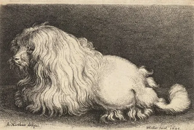 Goldendoodle history, an etching of a curly-coated Poodle lying down, 1649