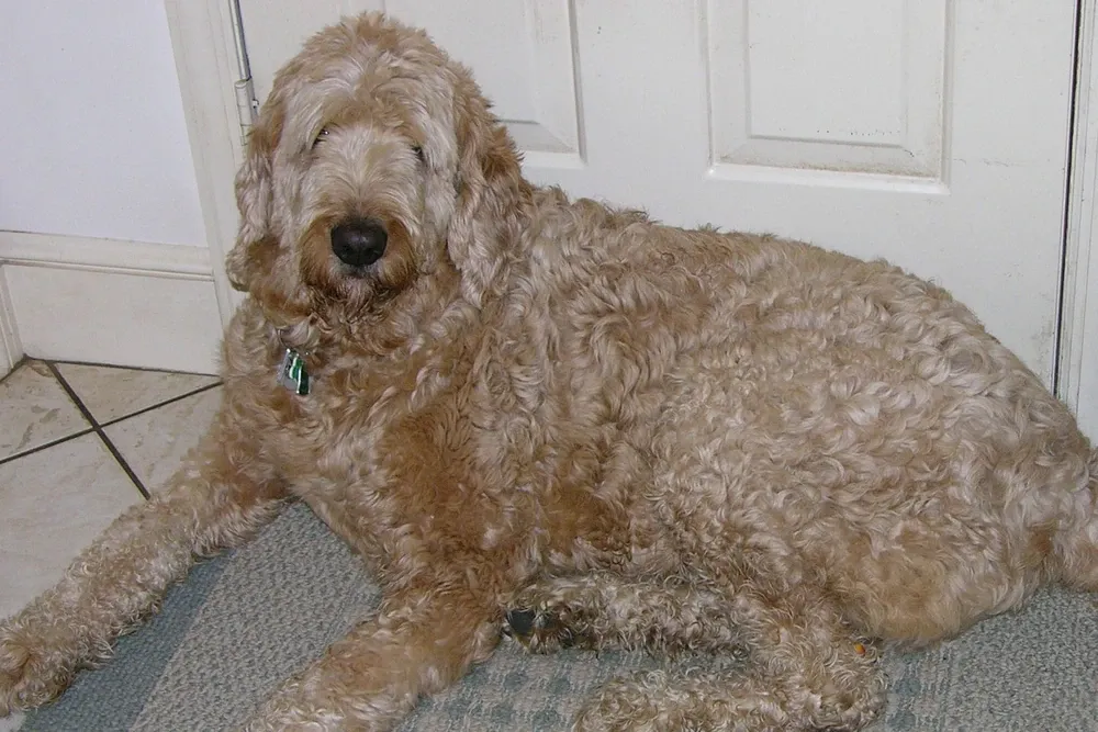 Goldendoodle history, an early Labradoodle lying on a mat by a door, 2004