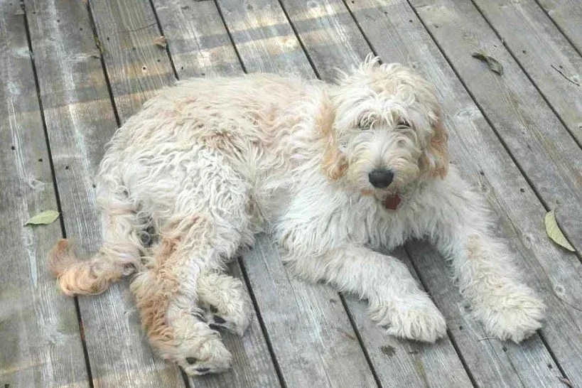 Goldendoodle history, a young dog lying on a wooden porch, 2005