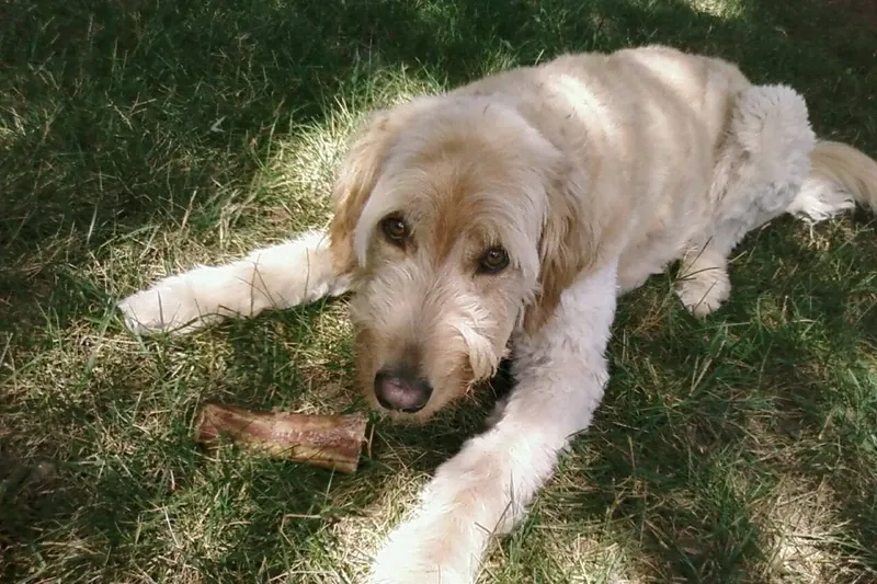 Goldendoodle history, a dog lying under a tree with a bone, 2009