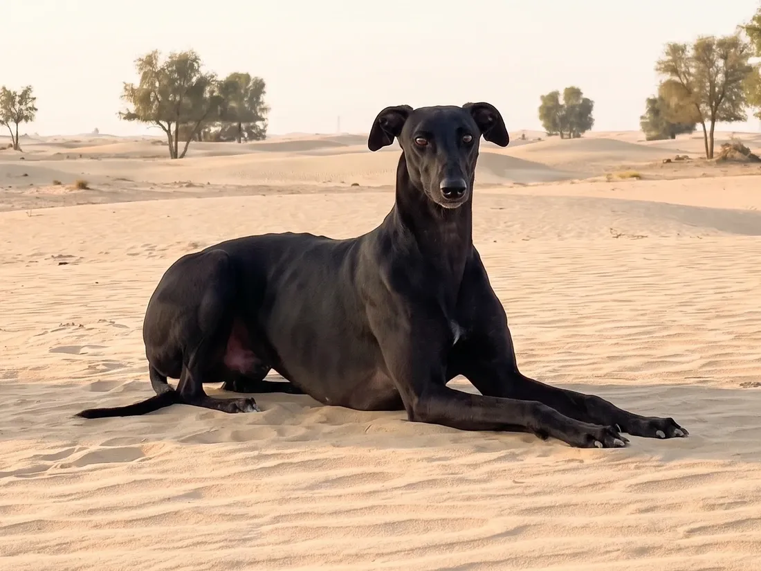 Greyhound in Dubai, a black adult lying with head up on pale desert sand among ghaf trees