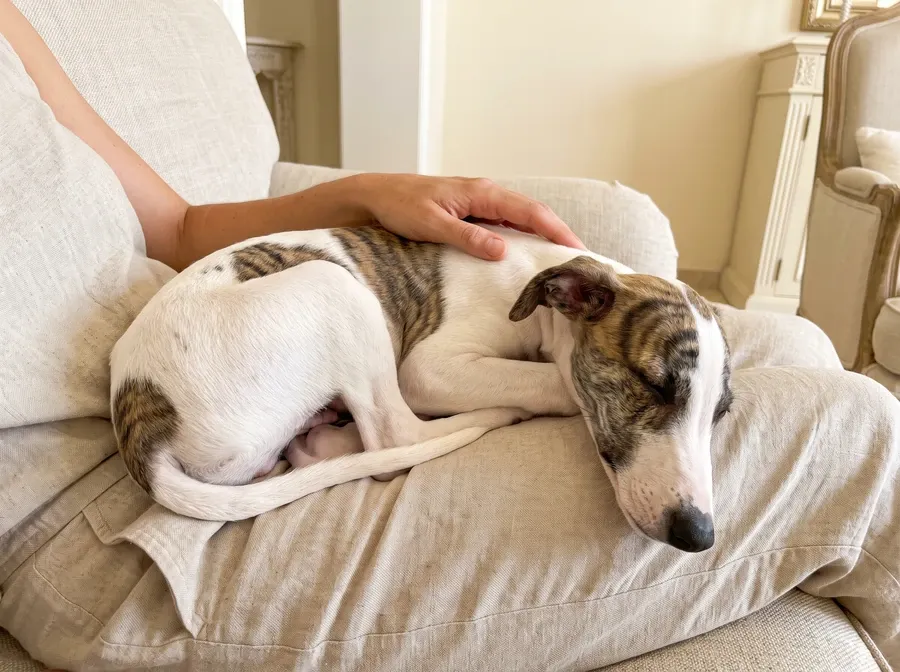 Greyhound, a white and brindle puppy asleep in a pet parent's lap on a linen armchair