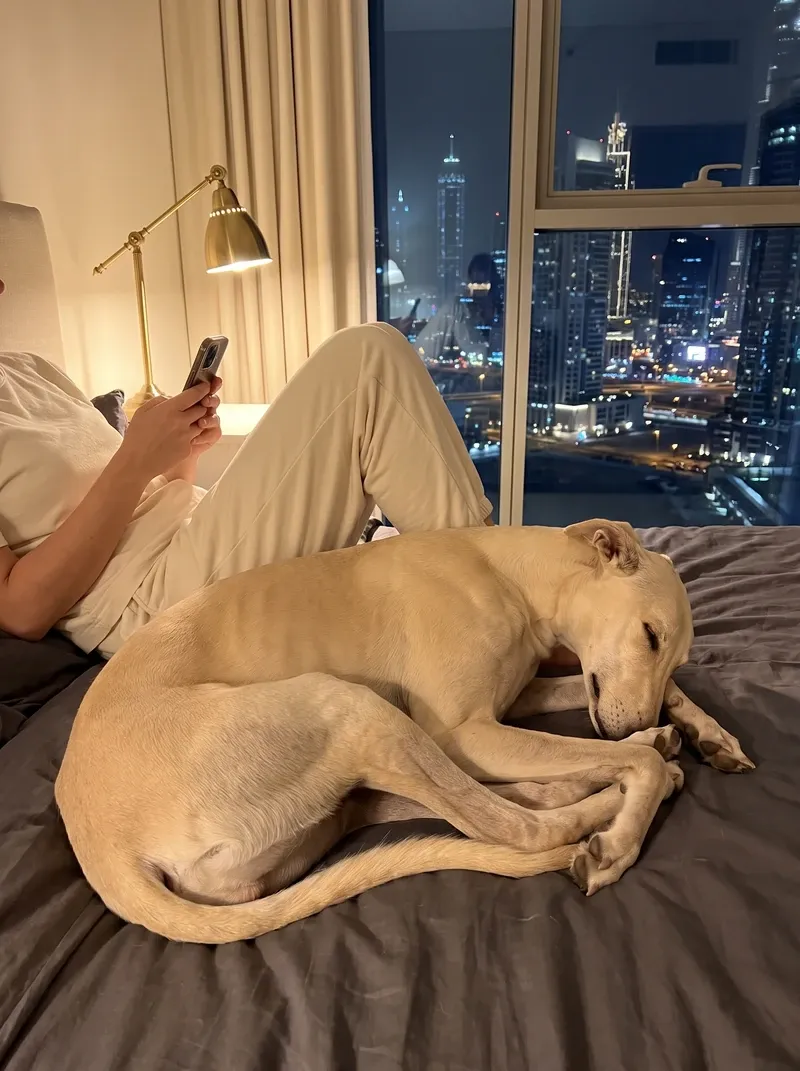 Greyhound in Dubai, a fallow adult asleep across a pet parent's feet in bed at night, the skyline behind