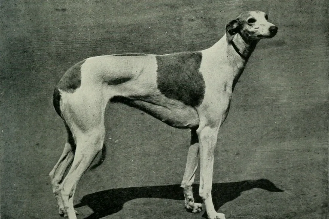 Greyhound history, a white dog with a dark patch standing in a show pose, Britain, 1922