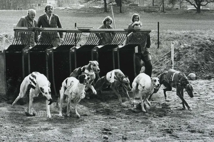 Greyhound history, six dogs leaving the traps at a race, Skarpnäck, Stockholm, 1960
