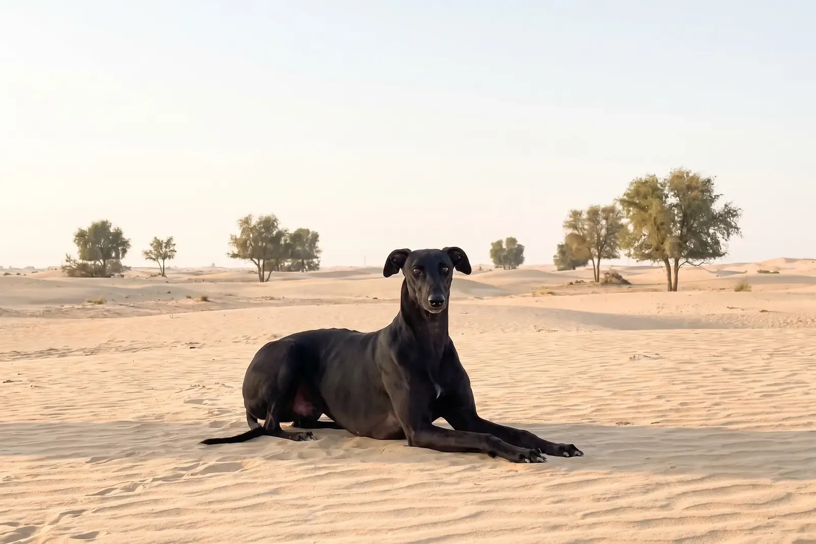 Greyhound history, the breed today, a black adult lying on desert sand among ghaf trees, Dubai, 2026