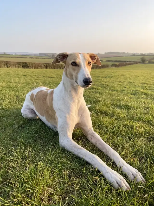 Greyhound, a white and fawn adult lying with head up on short grass in an open coursing field