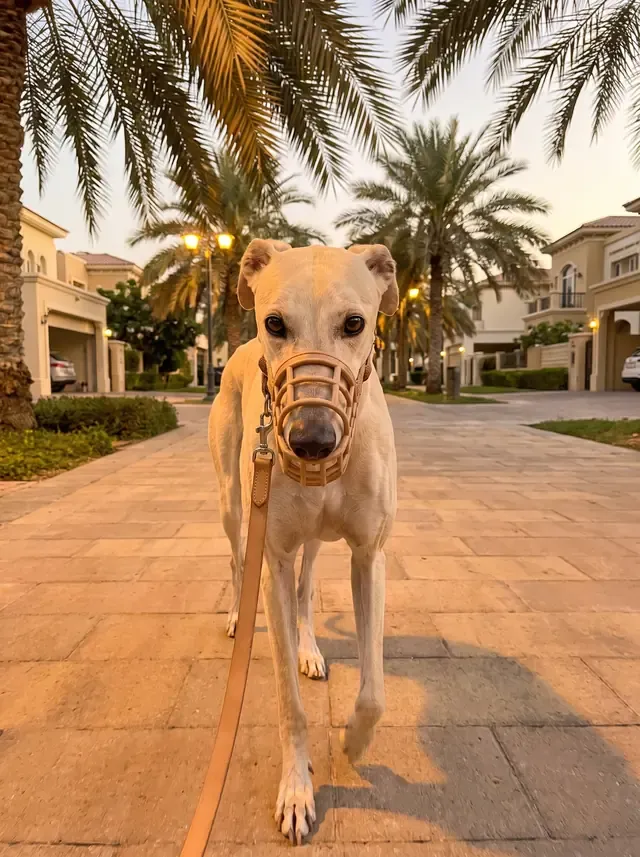 Greyhound in Dubai, a fallow adult in a soft basket muzzle walking on a lead down a palm-lined villa street