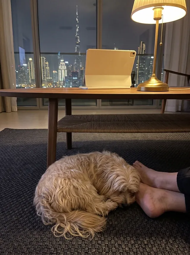 Havanese in Dubai, asleep on a dark rug under a table at night beside a pet parent's feet, the skyline beyond