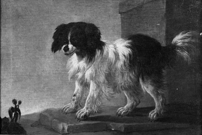 Havanese history, a painting of a black and white Bolognese, a cousin breed, Philipp Peter Roos, about 1670 to 1706