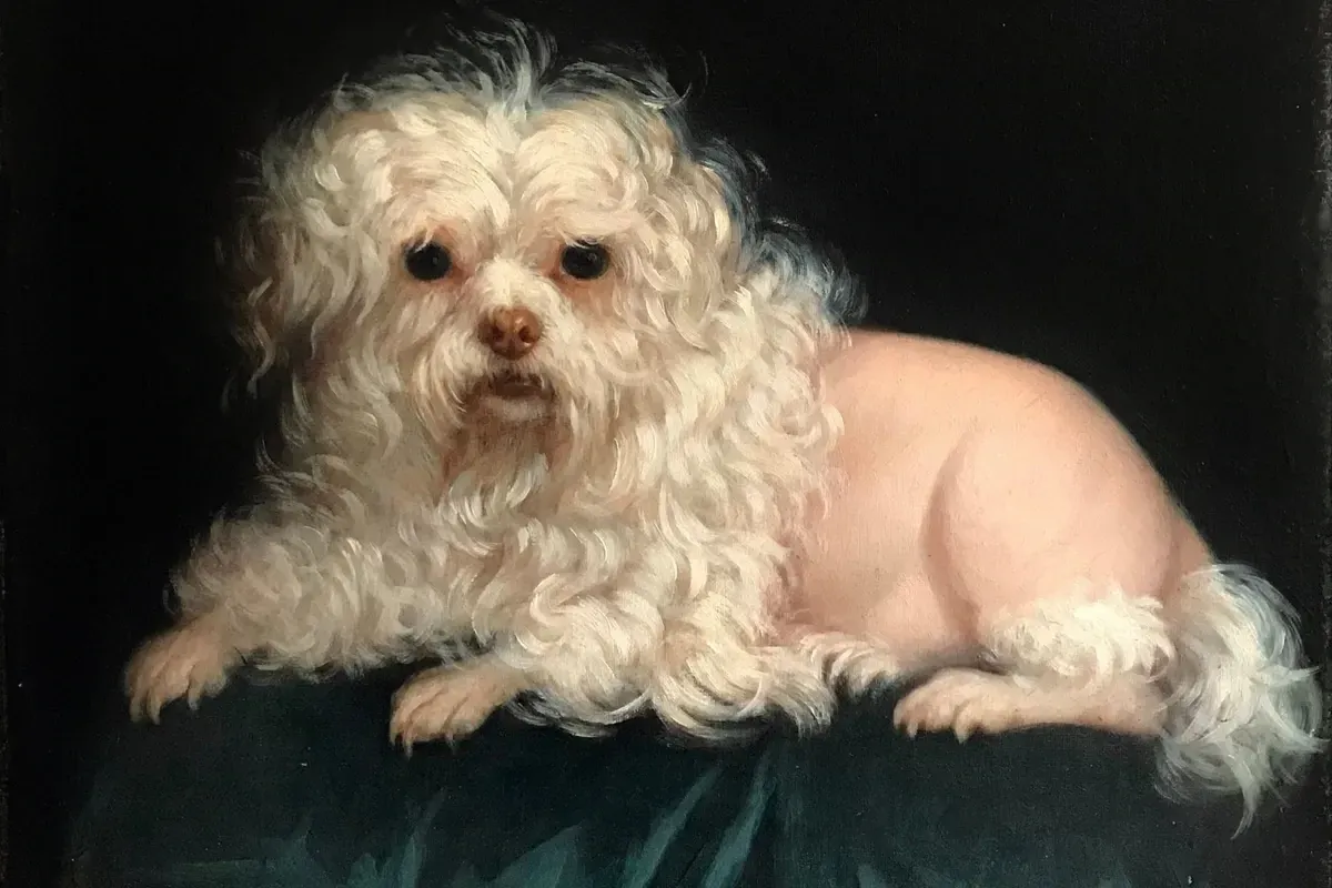 Havanese history, a small white long-coated lap dog lying on a green cushion, painted in France, 1887
