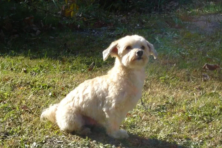 Havanese history, a cream adult sitting on a lawn in low sun, photographed in 2008