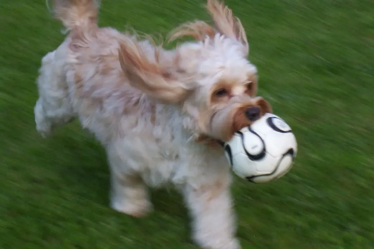 Havanese history, a gold and white adult running across a lawn with a ball, coat flying, photographed in 2008